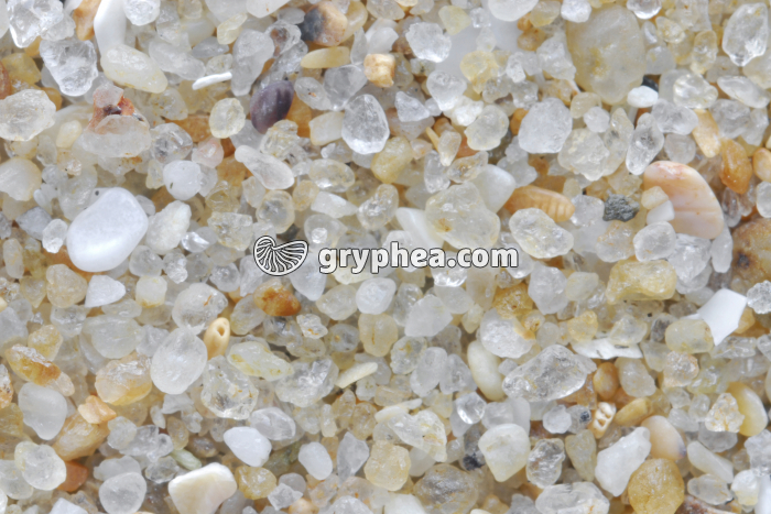 Sable quartzeux - Plage du Pornichet (Loire Atlantique) x3 - gryphea.org